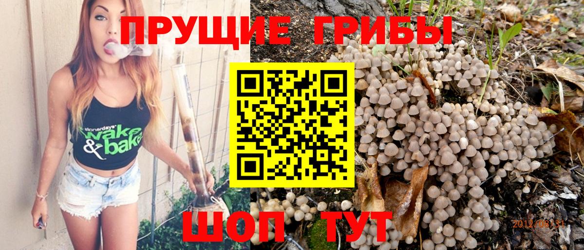 Псилоцибиновые грибы Psilocybe Туймазы